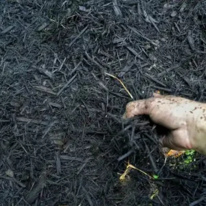 Black Mulch ( per m³)