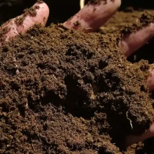 Premium Garden Soil ( per m³)