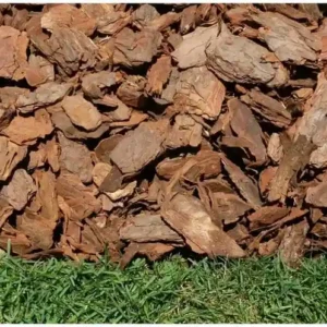 Pine Bark
